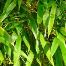 Phyllostachys nigra 'Henonis'