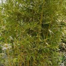 Phyllostachys praecox