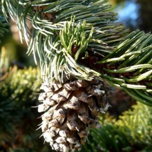 Pinus aristata | šiška