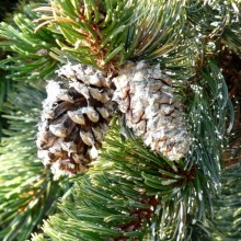 Pinus aristata