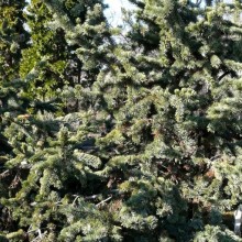 Pinus aristata