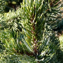 Pinus aristata