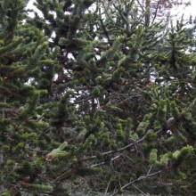 Pinus aristata