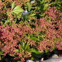 Pieris