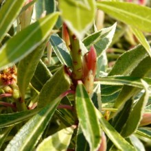 Pieris japonica 'Flaming Silver'