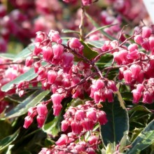 Pieris japonica 'Ralto'