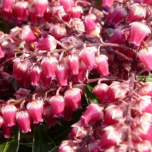 Pieris japonica 'Ralto'