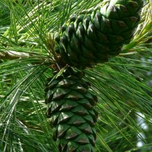 Pinus armandii