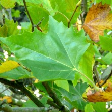 Platanus acerifolia