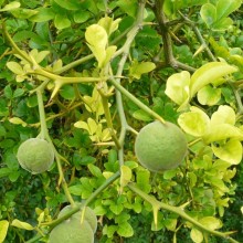 Poncirus trifoliata