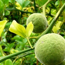 Poncirus trifoliata