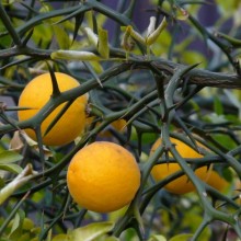 Poncirus trifoliata