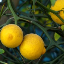 Poncirus trifoliata