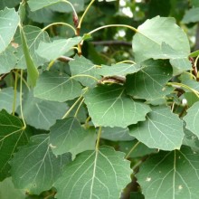 Populus tremula