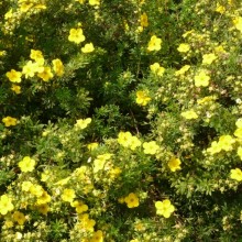 Potentilla fruticosa