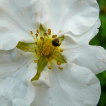 Potentilla fruticosa