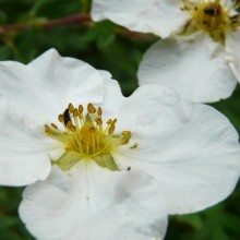 Potentilla fruticosa