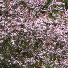 Prunus cerasifera 'Nigra'