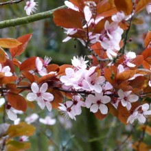 Prunus cerasifera 'Nigra'