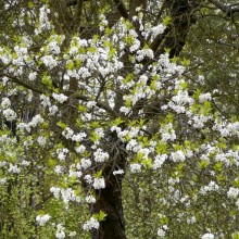 Prunus domestica 'Zelená renklóda'