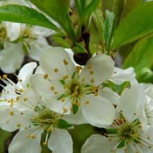 Prunus domestica 'Zelená renklóda'