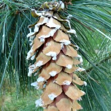 Pinus aycahuite