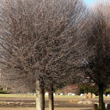 Prunus fruticosa 'Globosa'
