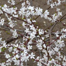 Prunus kansuensis