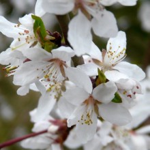 Prunus kansuensis