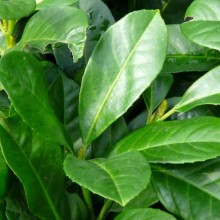 Prunus laurocerasus 'Anbri'