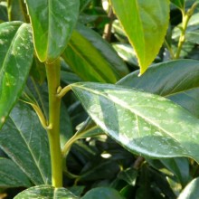 Prunus laurocerasus 'Caucasica'