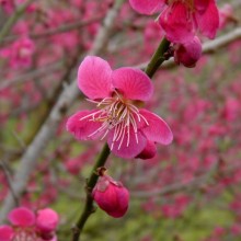 Prunus mume 'Beni chidori' | květ