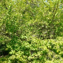 Prunus mume 'Beni chidori'