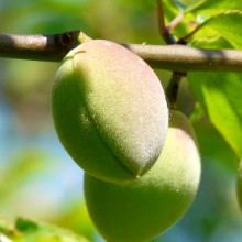 Prunus mume 'Beni chidori' | plod