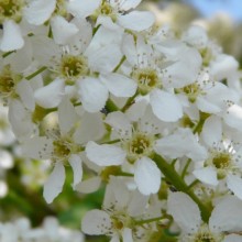 Prunus padus 'Watereri'