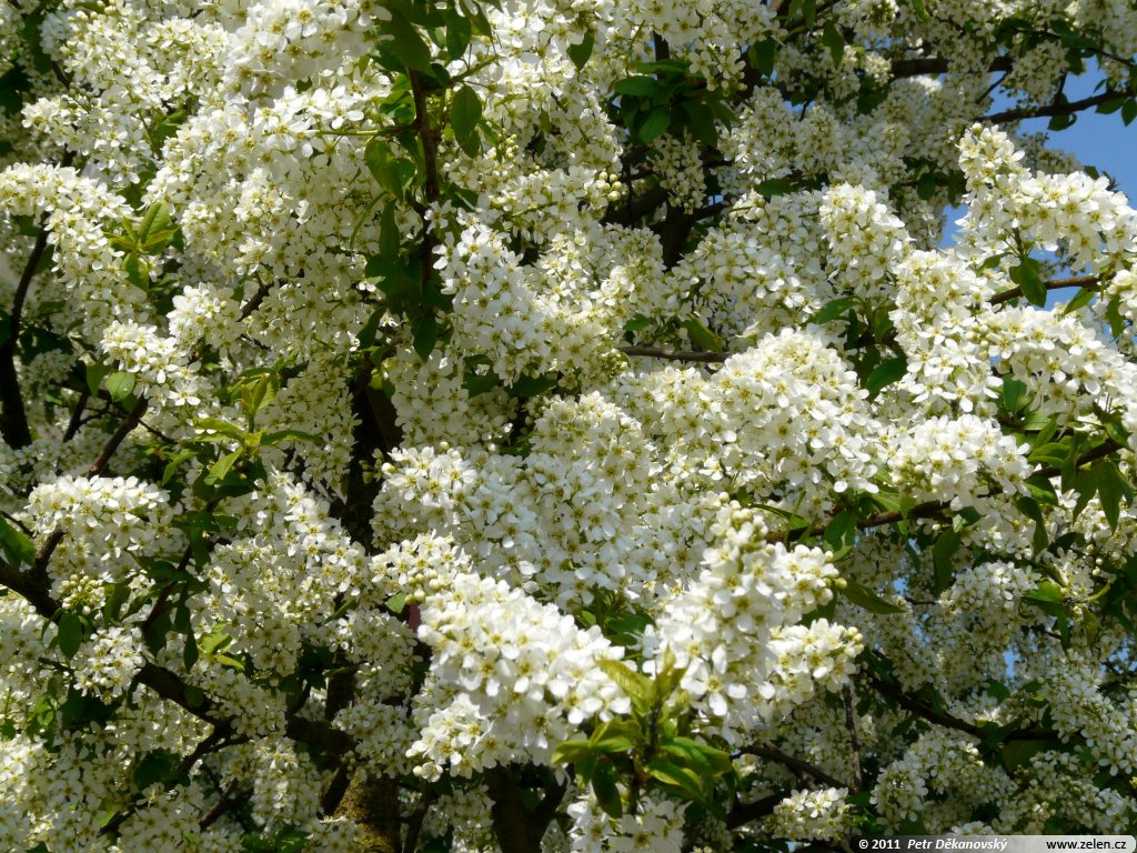 prunus_padus_04.jpg?width=500