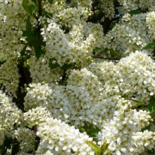 Prunus padus 'Watereri'