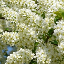 Prunus padus 'Watereri'