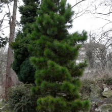 Pinus cembra
