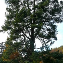 Pinus cembra