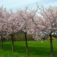 Prunus sargentii 'Accolade'