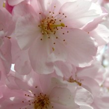 Prunus sargentii 'Accolade'