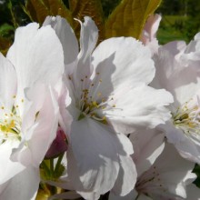 Prunus serrulata 'Amanogawa'