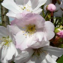 Prunus serrulata 'Amanogawa'