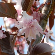 Prunus serrulata 'Royal Burgundy'