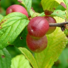 Prunus x choreiana