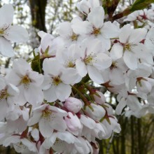 Prunus x yedoensis