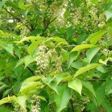 Pterostyrax hispida