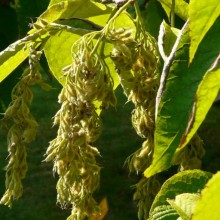 Pterostyrax hispida