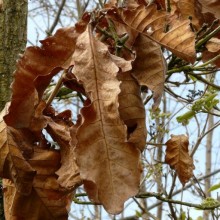 Quercus dentata